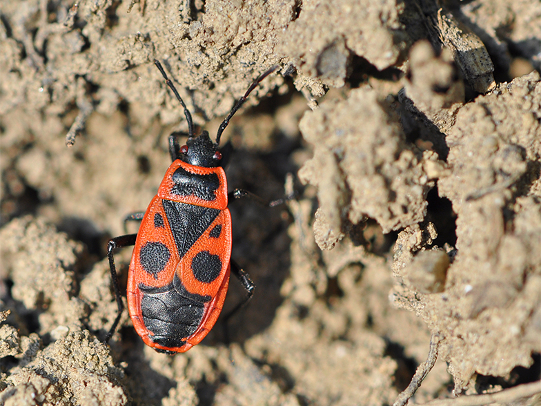 Pyrrhocoris apterus