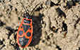 Pyrrhocoris apterus