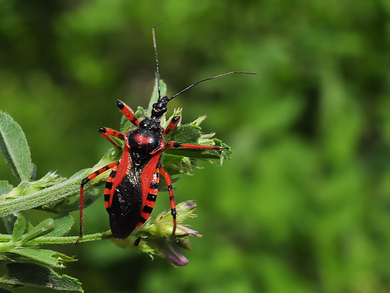 Rhinocoris iracundus