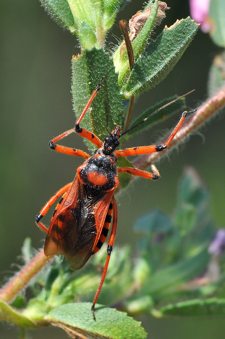 Rhinocoris iracundus