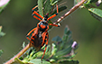 Rhinocoris iracundus