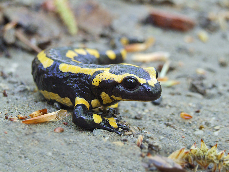 Salamandra salamandra