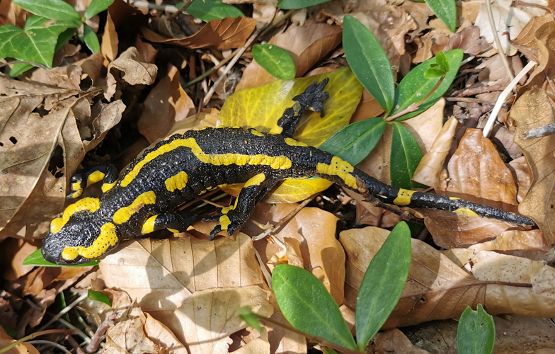 Salamandra salamandra