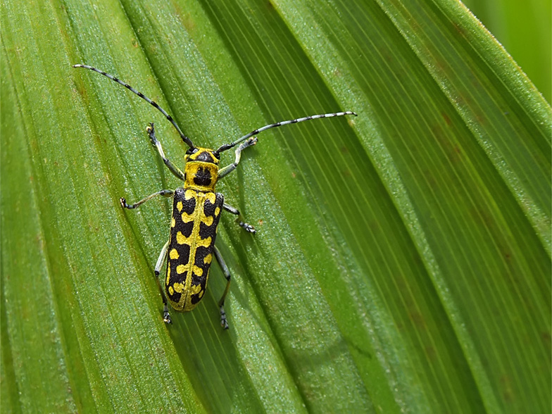 Saperda scalaris