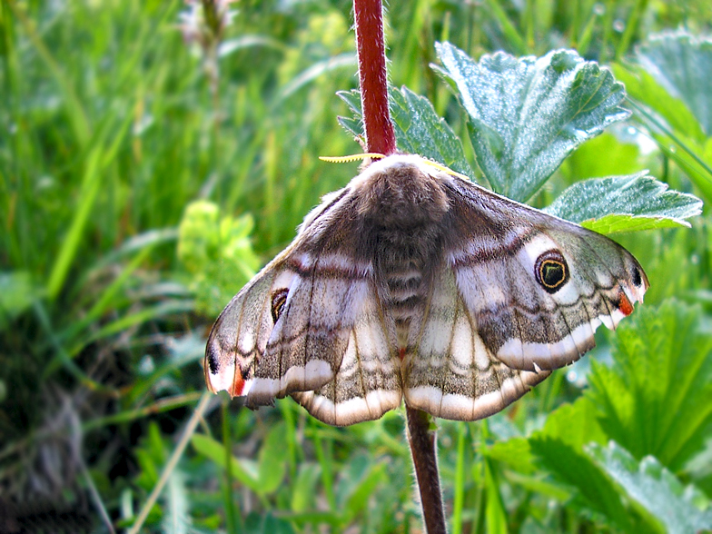 Saturnia pavonia