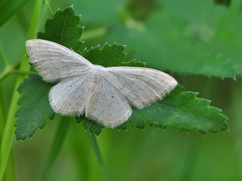 Scopula floslactata