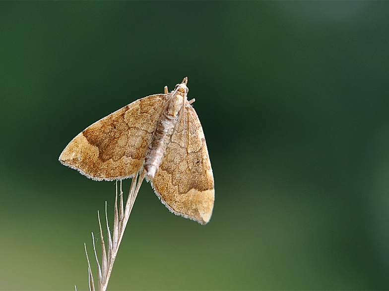 Scotopteryx chenopodiata