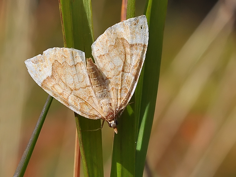 Scotopteryx chenopodiata