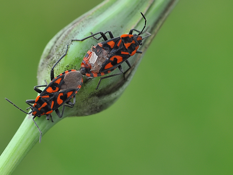 Spilostethus saxatilis