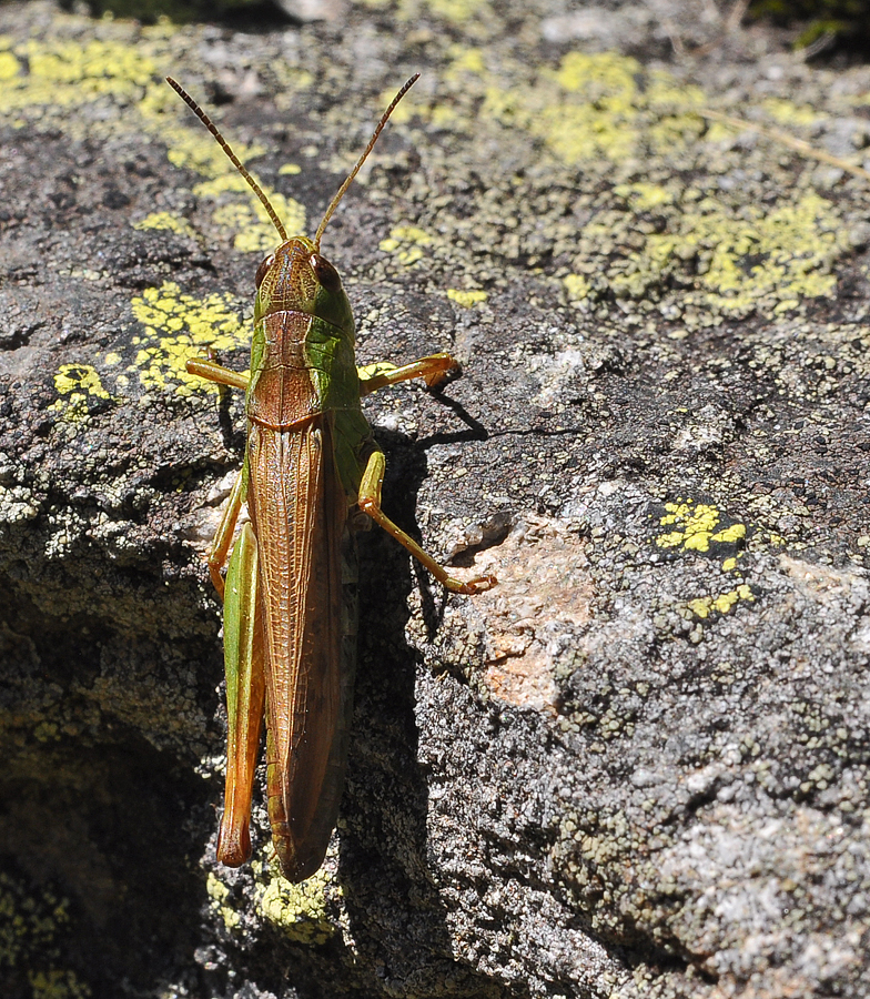 Stauroderus cf scalaris