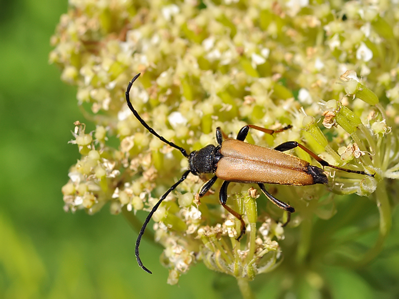 Stictoleptura rubra