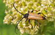 Stictoleptura rubra