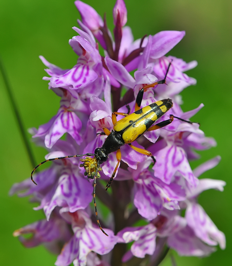 Strangalia maculata