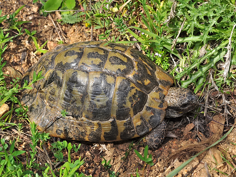 Testudo hermannii