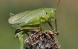 Tettigonia cantans