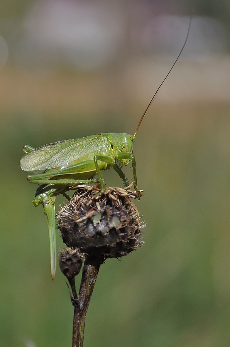 Tettigonia viridissima