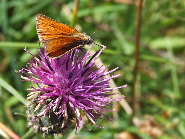 Thymelicus sylvestris