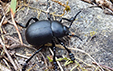 Timarcha tenebricosa