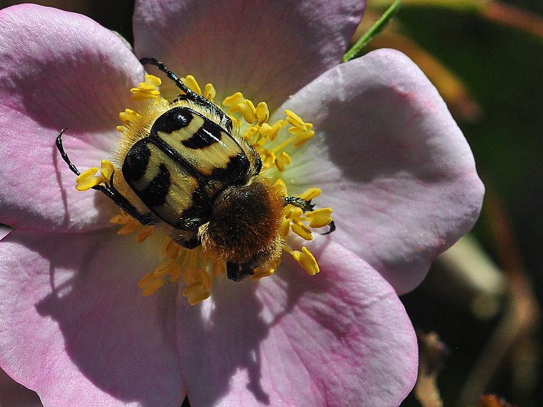 Trichius fasciatus