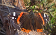 Vanessa atalanta