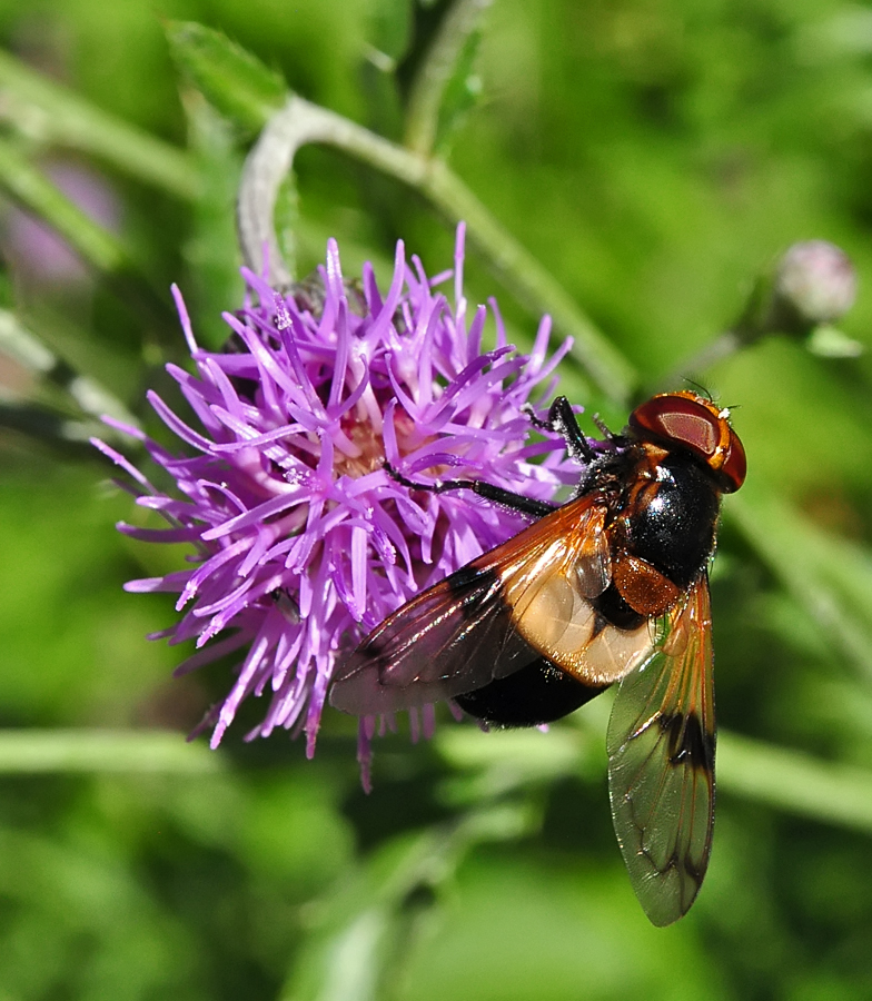 Volucella pellucens