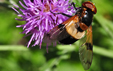 Volucella pellucens