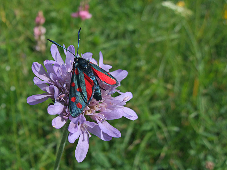 Zygaena cf transalpina