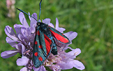 Zygaena filipendulae