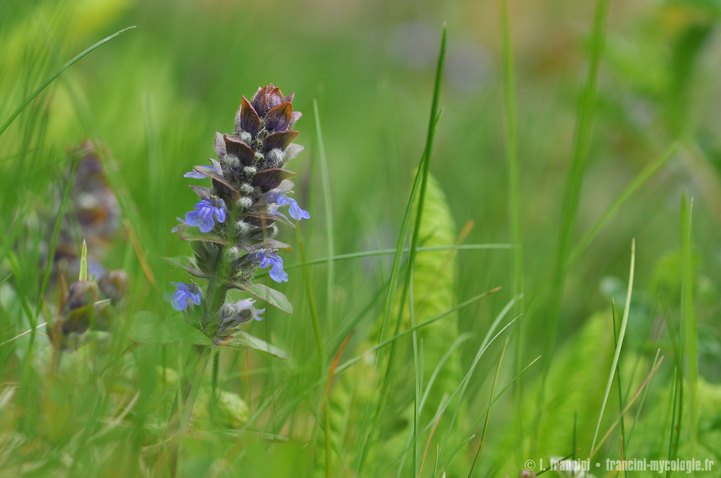 Ajuga reptans