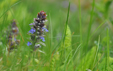 Ajuga reptans