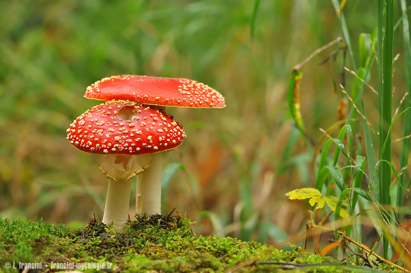 Amanita muscaria