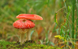 Amanita muscaria