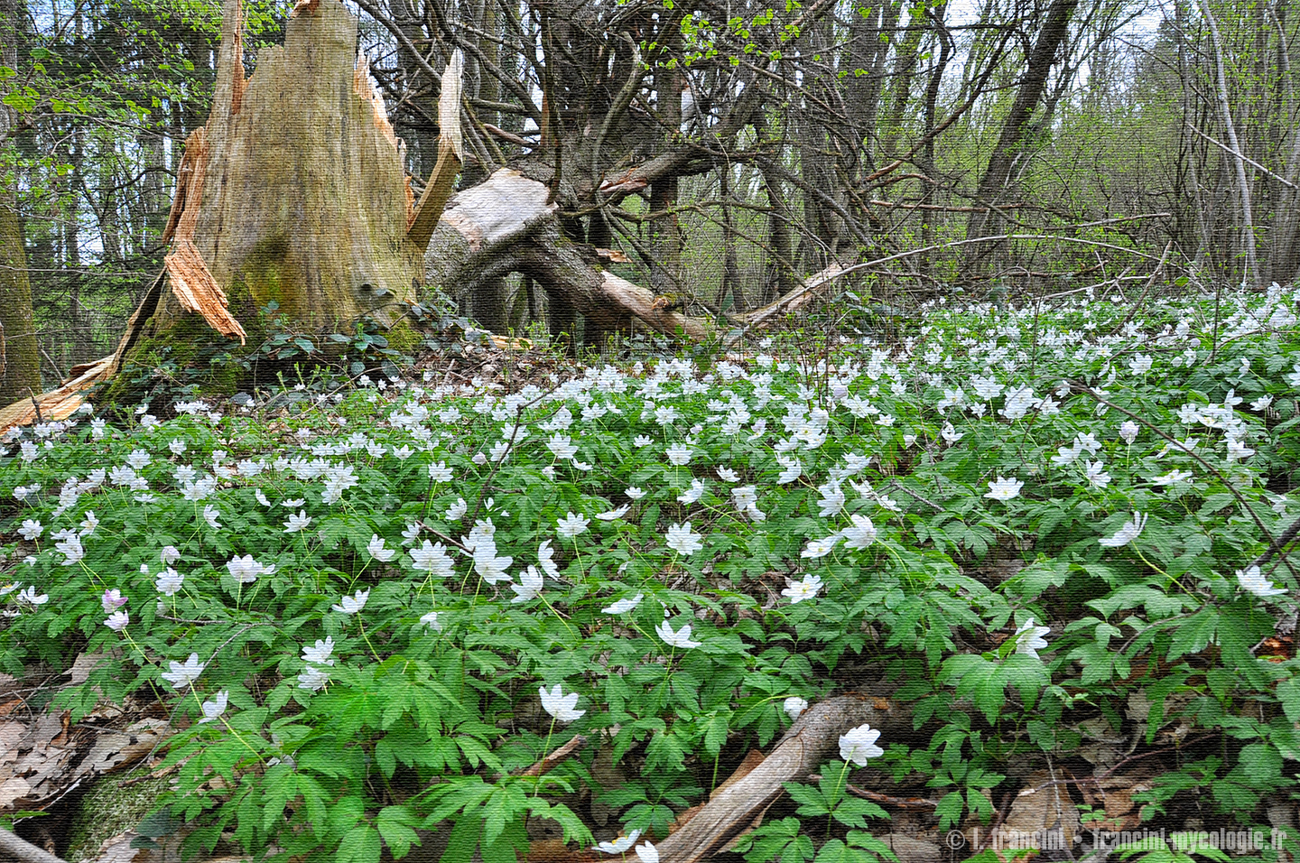 Anemone nemorosa