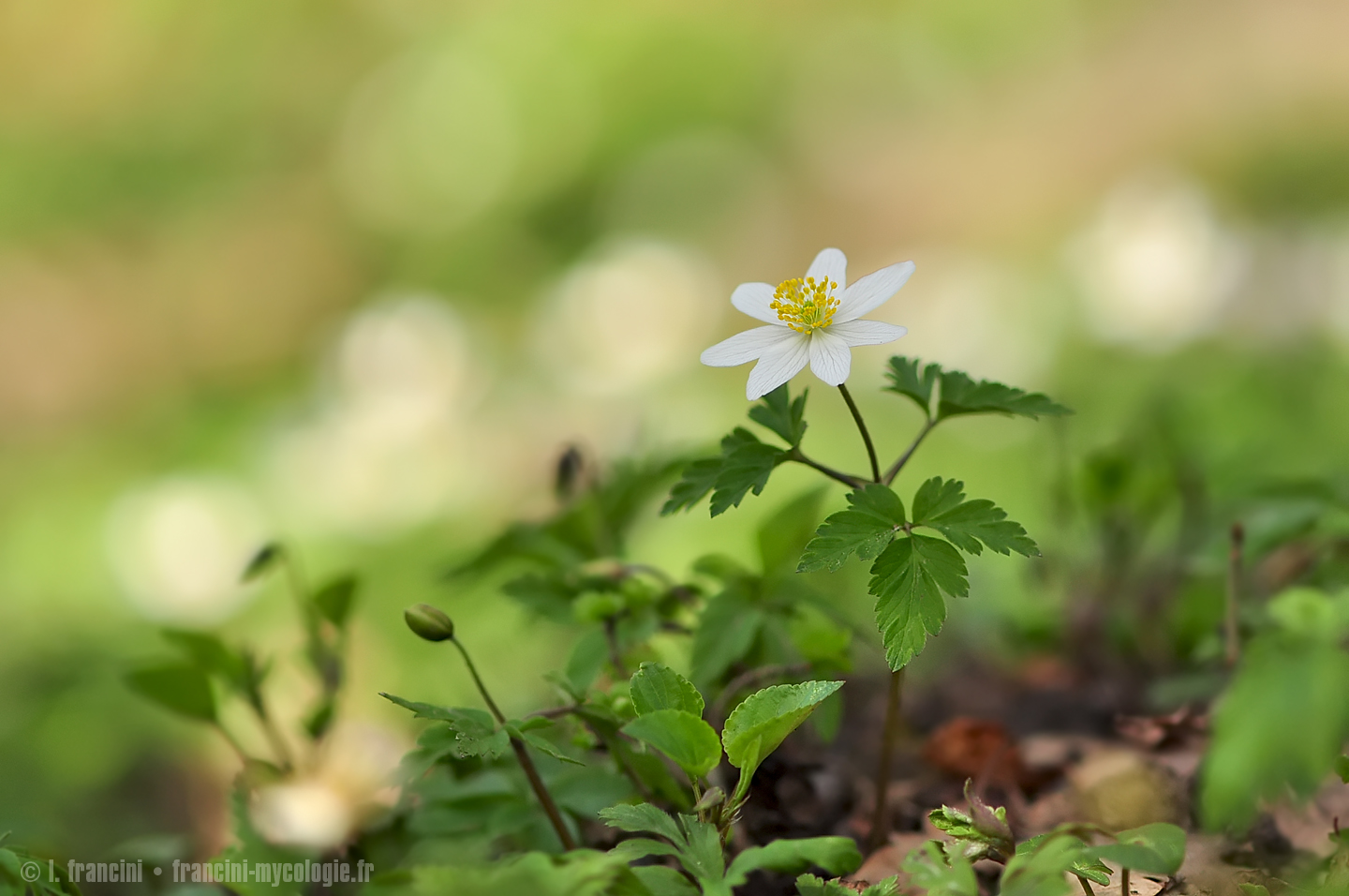 Anemone nemorosa 2013