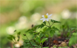 Anemone nemorosa 2013