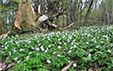 Anemone nemorosa