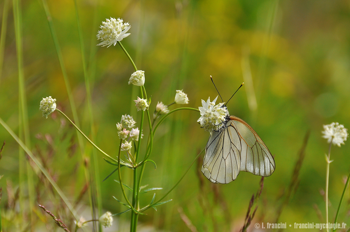 Aporia crataegi sur Astrantia minor