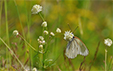 Aporia crataegi sur Astrantia minor