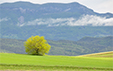 Arbre isolé à Beaufort-sur-Gervanne