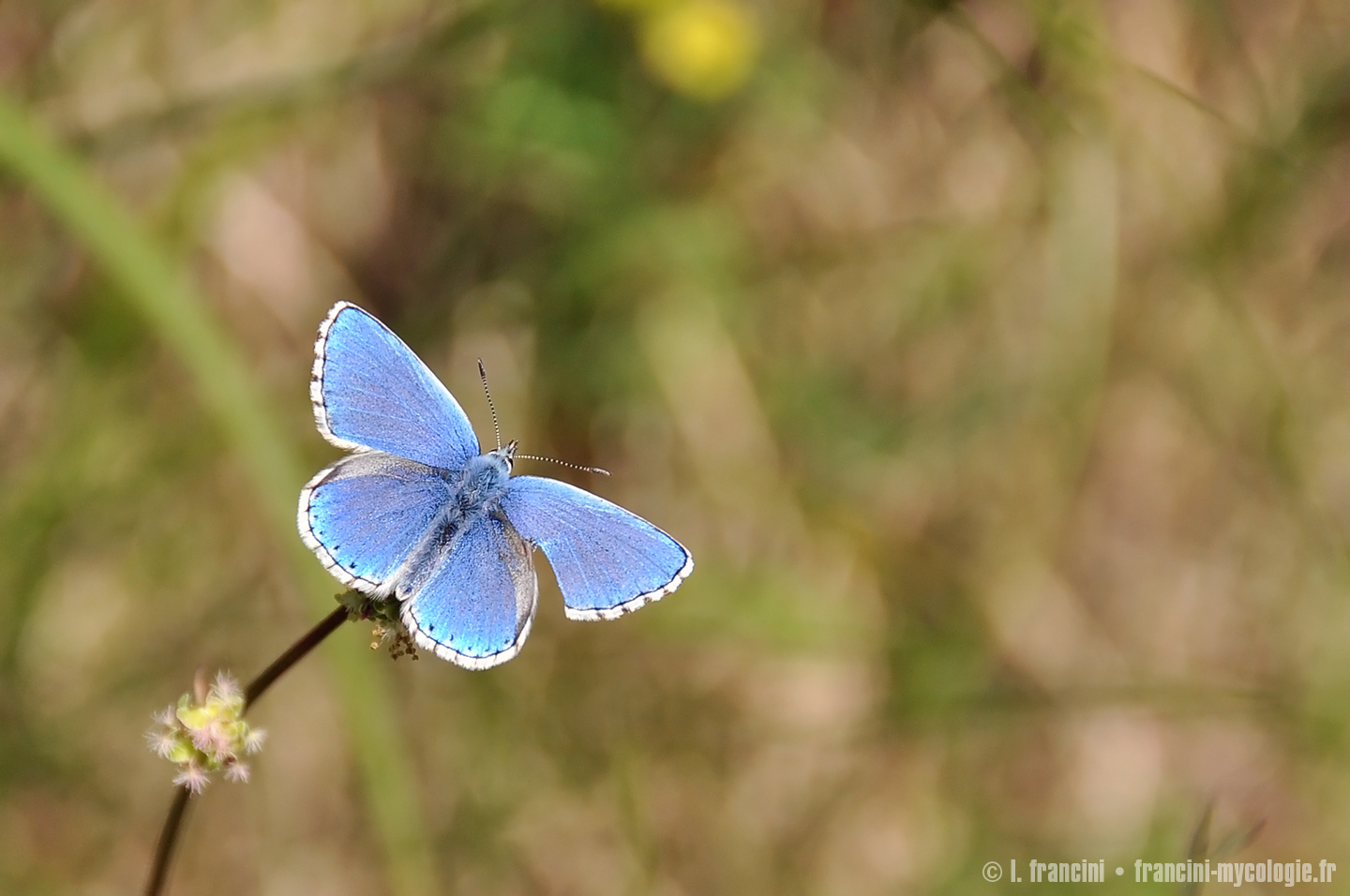 Azure