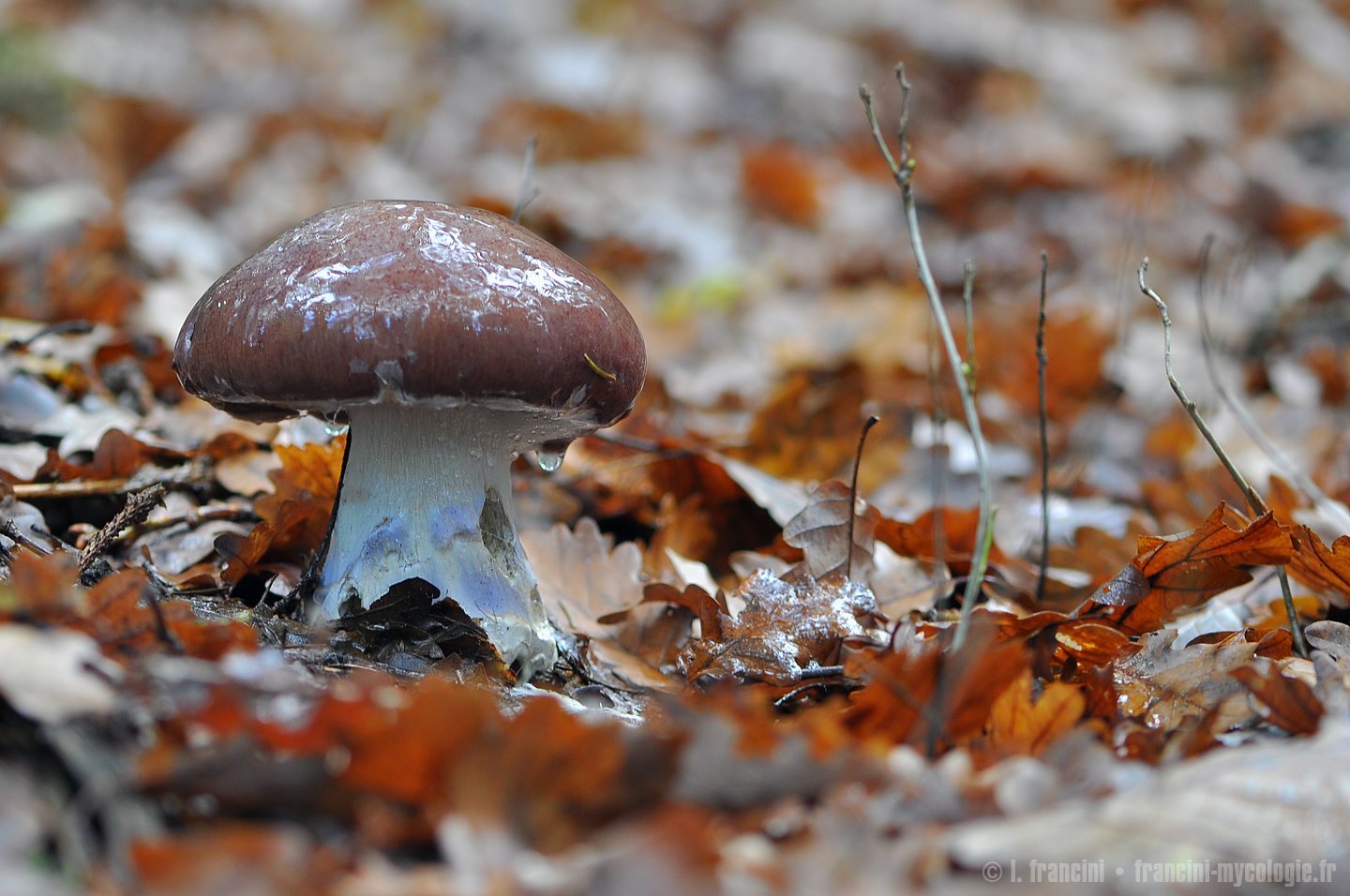 Cortinarius praestans