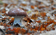 Cortinarius praestans