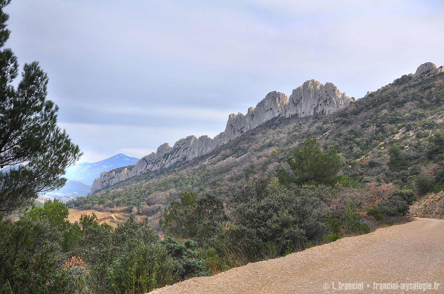 Dentelles Montmirail