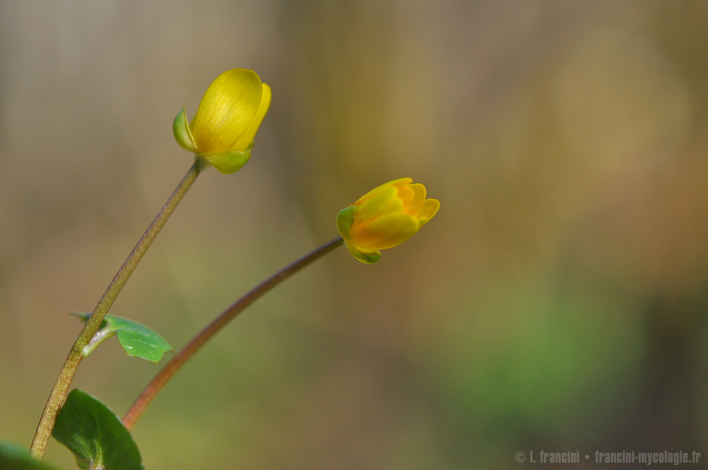 Ficaria verna