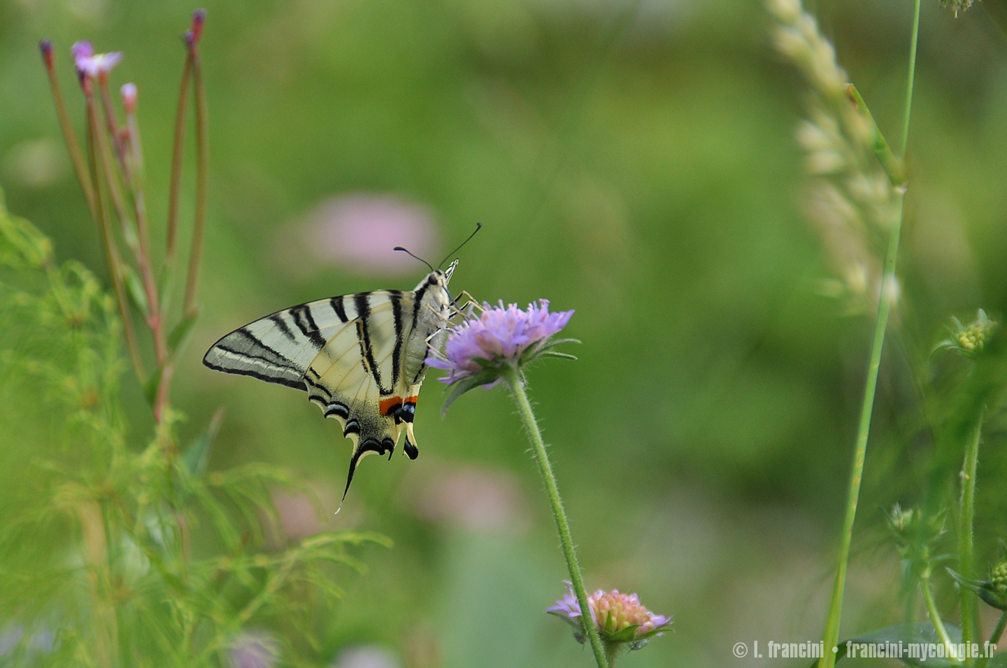 Iphiclides podalirius