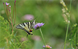 Iphiclides podalirius