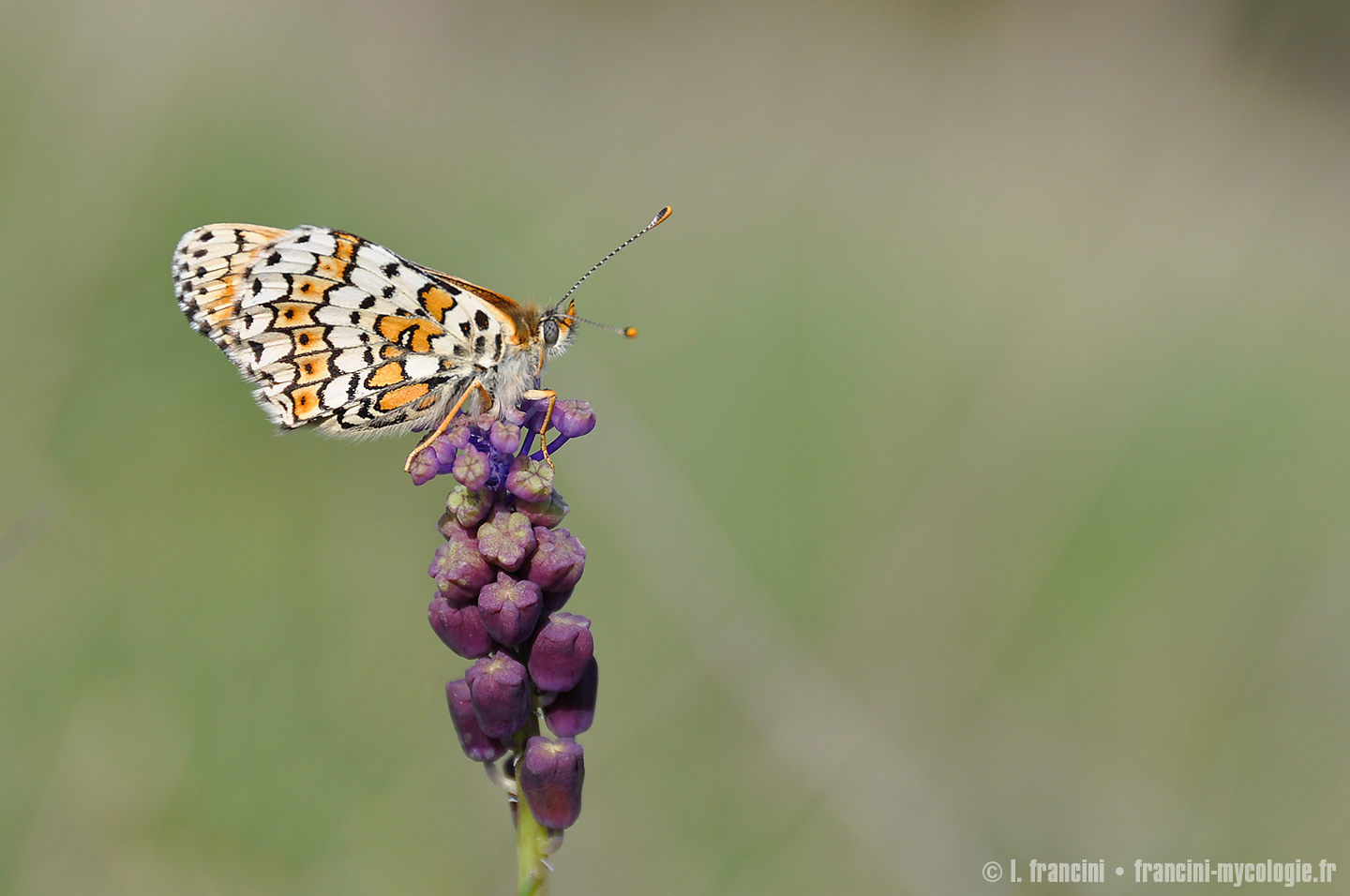 Melitaea cinxia, mélitée du plantain