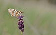 Melitaea cinxia