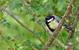 Parus major