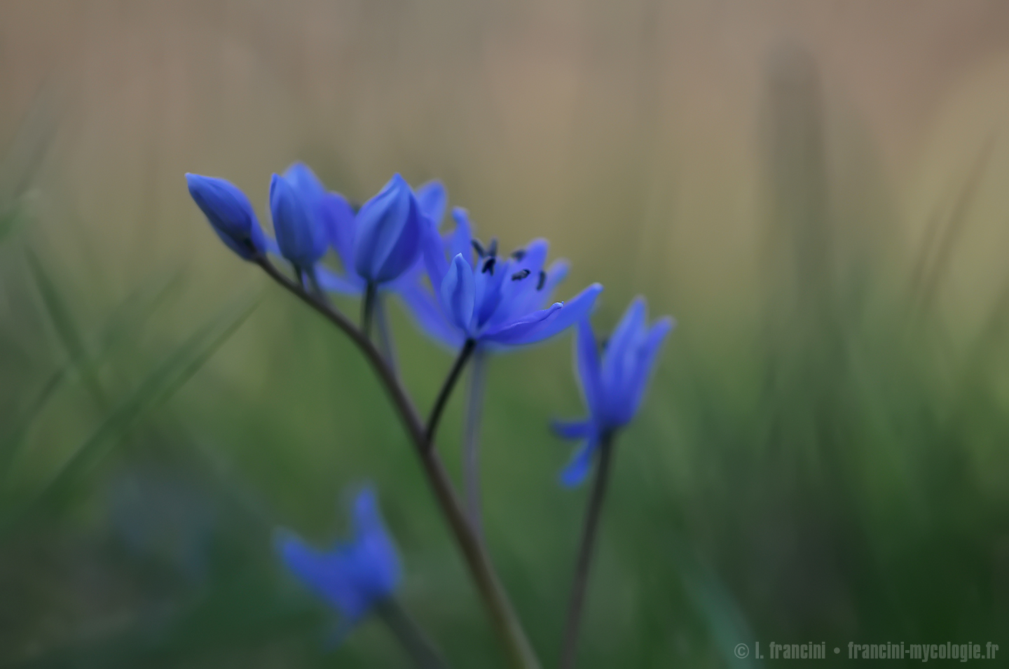 Scilla bifolia